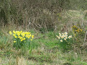 2018-04-17 Daffodils, (Narcissus), Sheringham common, Norfolk (3).JPG