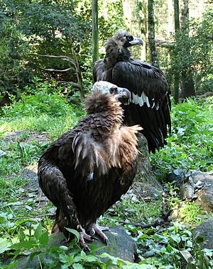 2xcinereous.vultures