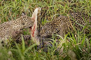 3 Jaguars killing a Caiman, Parque Estadual Encontro das Águas Thomas-Fuhrmann