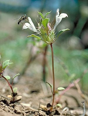 Acanthomintha obovata subsp. cordata (heartleaf thorn-mint) (32861836886).jpg