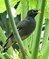 Acridotheres fuscus south