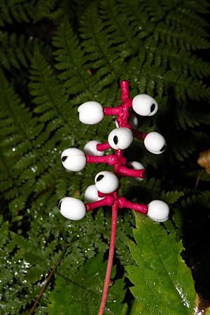 Actaea pachypoda (doll's-eyes, white baneberry), Putnam, CT (32047616781)