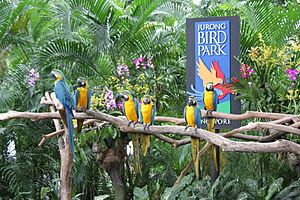Ara ararauna -Jurong Bird Park -sign-8a