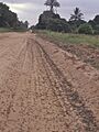 Armyworms marching1