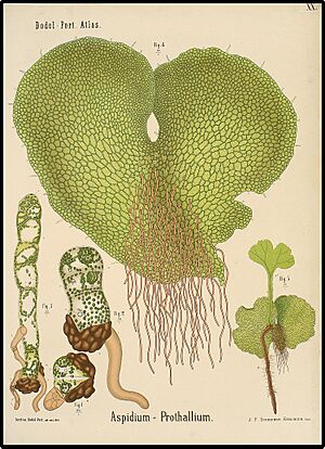 Aspidium - prothallium (8244200348)