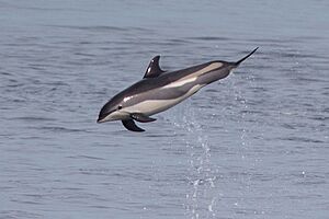 Atlantic white-sided dolphin.jpg