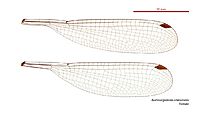 Austroargiolestes icteromelas female wings (34787998956)