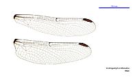 Austrogomphus bifurcatus male wings (34927836611)