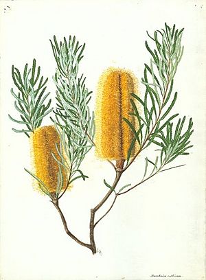 Banksia collina (Forster)