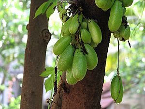 Bilimbifruits