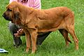 Bloodhound red black pigmented