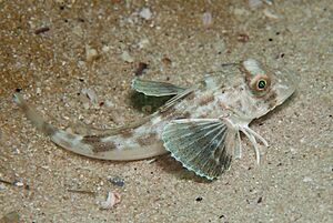 Bluefin gurnard G Jones