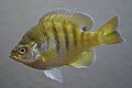 Bluegill (fish)