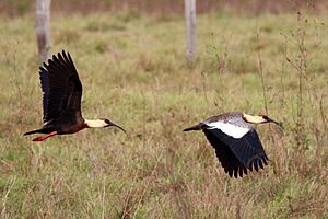 Buff-necked ibis (Theristicus caudatus) in flight composite