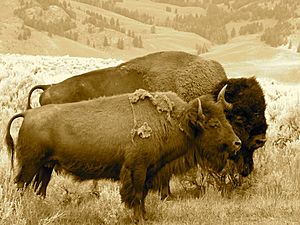 Buffalo Bison Pair