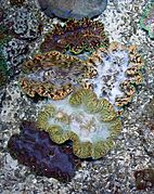 CAS Steinhart Aquarium giant clams (Tridacna spp.)