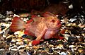 CSIRO ScienceImage 2535 The Red Handfish