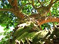 Caesalpinia echinata - Paubrasil