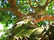 Caesalpinia echinata - Paubrasil