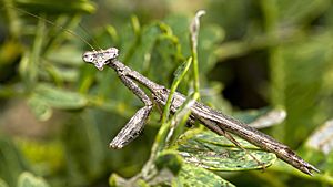 Callimantis antillarum.jpg