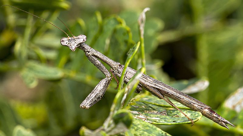 Callimantis antillarum
