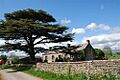Cedar of Lebanon - geograph.org.uk - 448442