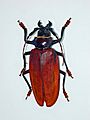 Cerambycidae - Titanus giganteus-001