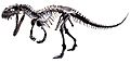 Ceratosaurus mounted white background