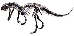 Ceratosaurus mounted white background.jpg