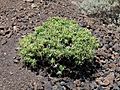 Chã das Caldeiras-Euphorbia tuckeyana (2)