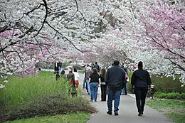 Cherry Blossom in Branch Brook Park, Newark, NJ