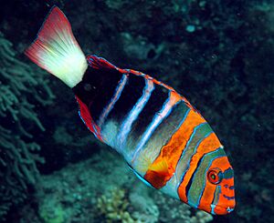 Choerodon fasciatus.jpg