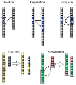 Chromosomenmutationen