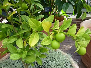 Citrus aurantiifolia 'Mexican' - Key lime