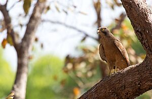 Comoe raptor