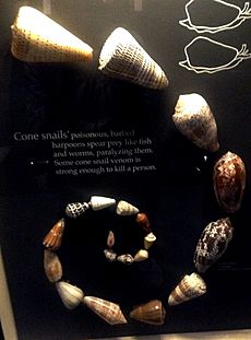 Cone snails Beaty