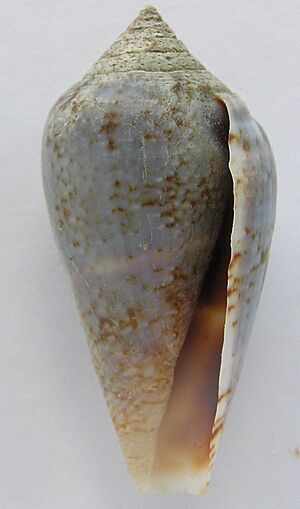 Conus guinaicus 002