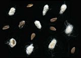Cotton seeds - 01