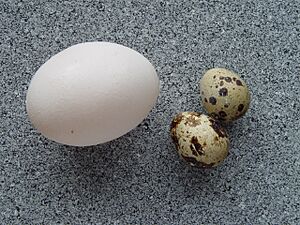 Coturnix coturnix eggs