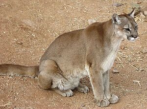 Cougar sitting (cropped).jpg