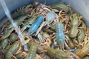 Crayfish-Astacus astacusP1002890.JPG