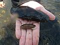 Cumberlandia monodonta