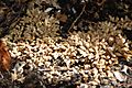 Cycas revoluta coralloid roots
