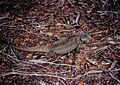 Cyclura carinata