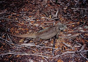 Cyclura carinata.jpg