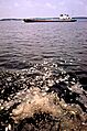 DEAD MENHADEN FLOAT ALONG THE TIDE LINE JUST NORTH OF THE CHESAPEAKE BAY BRIDGE - NARA - 546836 adj