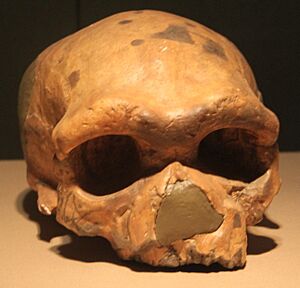Dali Man Skull, Replica