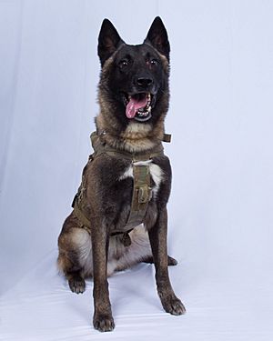 Declassified image of Conan, the dog who chased al-Baghdadi.jpg