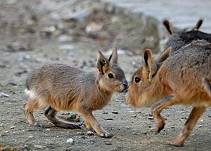 Dolichotis patagonum sniff JdP
