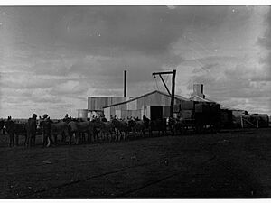 Donkey team carting wool at Wooltana Sheep Station(GN13934)
